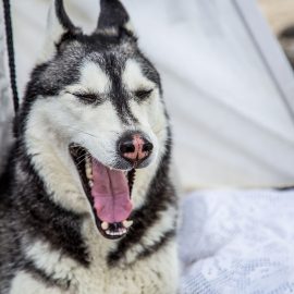 Лайки love story фотосессия с собаками собакой свадебный на свадьбу фотограф киев Марина Праздничная