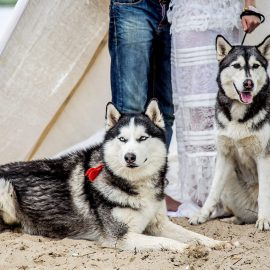 Лайки love story фотосессия с собаками собакой свадебный на свадьбу фотограф киев Марина Праздничная